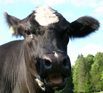 http://www.seneh.fr/vfolle/images/vache.jpg