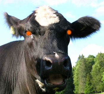 Vache folle